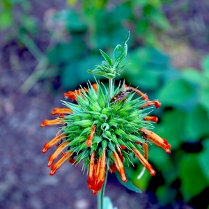 Insecte sur une fleur vert et orange - France  - collection de photos clin d'oeil, catégorie plantes